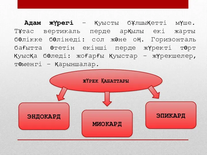 Адам жүрегі – қуысты бұлшықетті мүше. Тұтас вертикаль перде арқылы екі жарты бөлікке