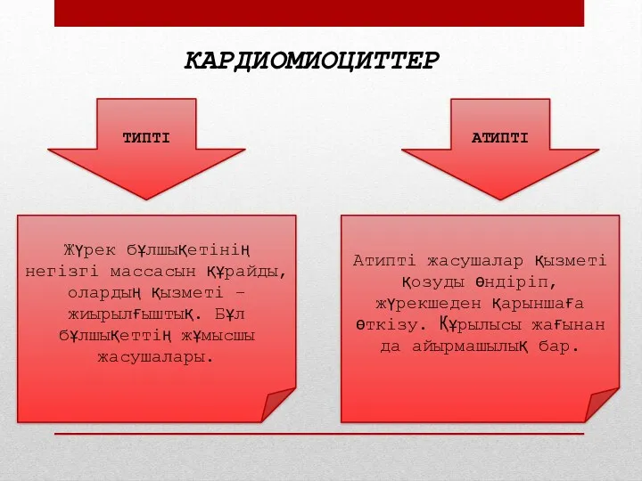 КАРДИОМИОЦИТТЕР ТИПТІ АТИПТІ Жүрек бұлшықетінің негізгі массасын құрайды, олардың қызметі – жиырылғыштық. Бұл