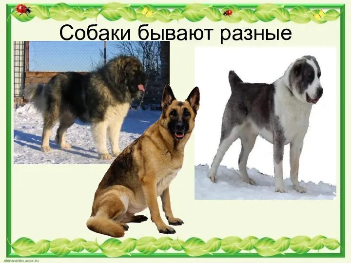 Собаки бывают разные