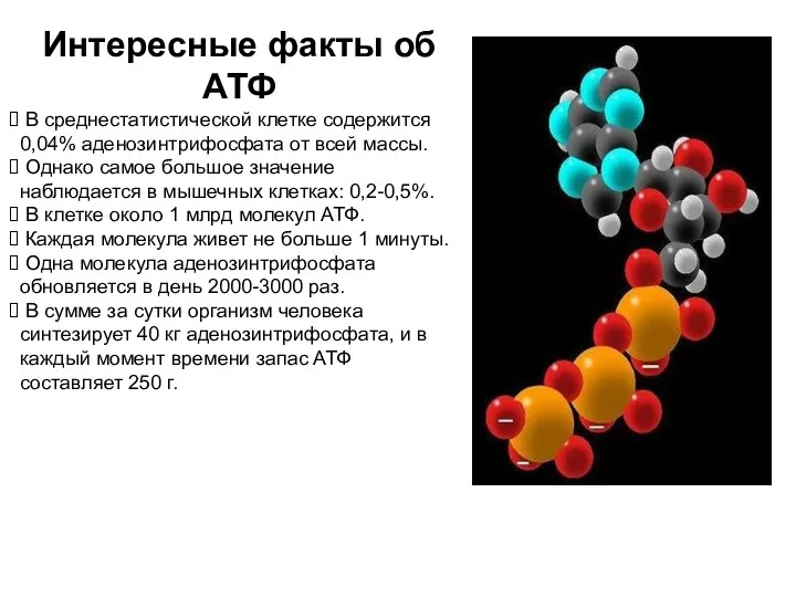 Интересные факты об АТФ В среднестатистической клетке содержится 0,04% аденозинтрифосфата от всей массы.
