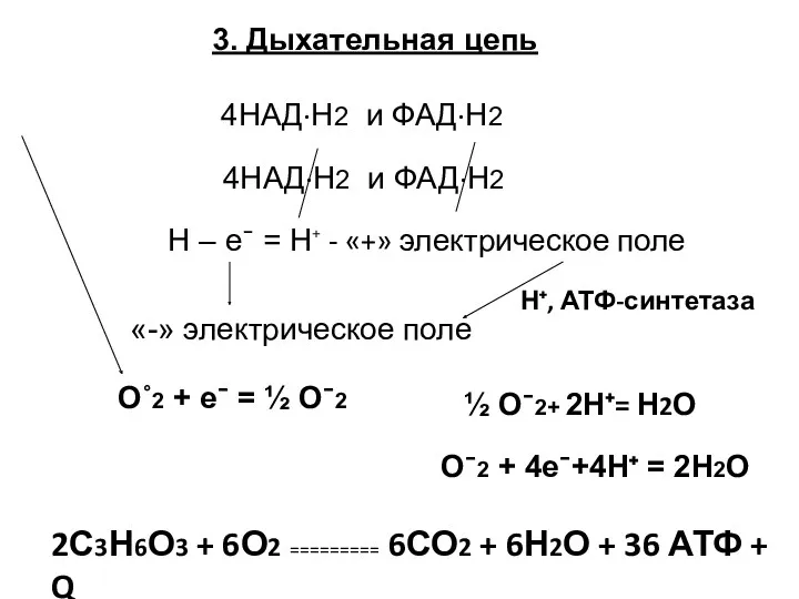 3. Дыхательная цепь 4НАД∙Н2 и ФАД∙Н2 4НАД∙Н2 и ФАД∙Н2 Н – е¯ =