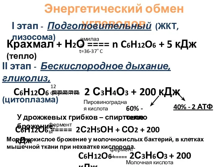Энергетический обмен углеводов І этап - Подготовительный (ЖКТ, лизосома) Крахмал + Н2О ====