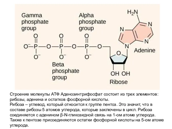 Строение молекулы АТФ Аденозинтрифосфат состоит из трех элементов: рибозы, аденина и остатков фосфорной