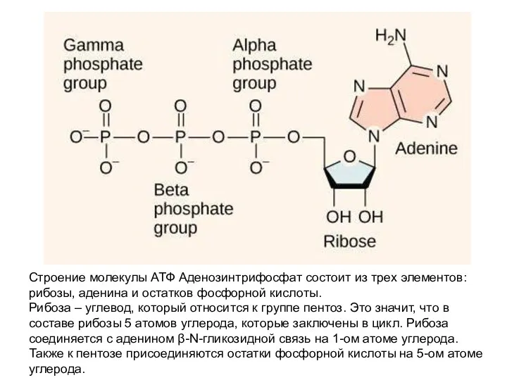 Строение молекулы АТФ Аденозинтрифосфат состоит из трех элементов: рибозы, аденина