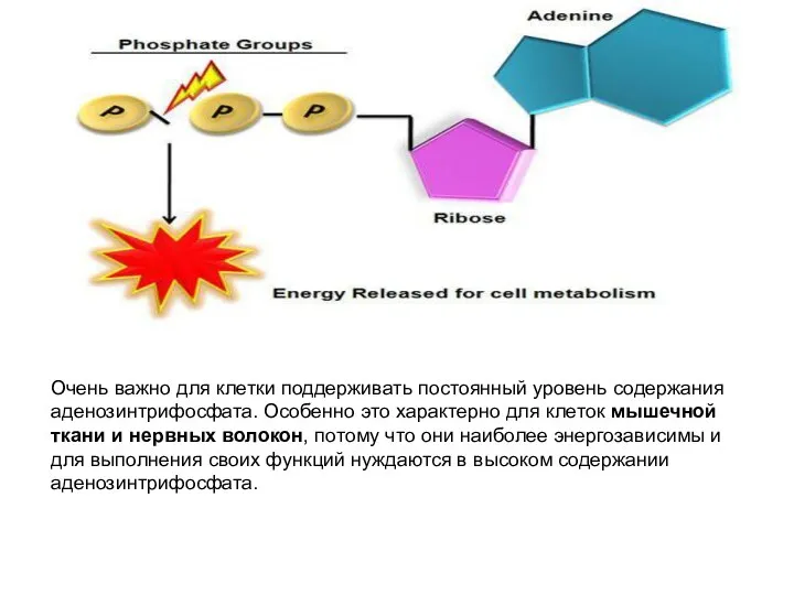 Очень важно для клетки поддерживать постоянный уровень содержания аденозинтрифосфата. Особенно это характерно для