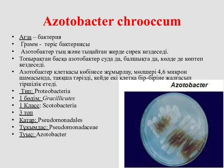Azotobacter chrooccum Ағза – бактерия Грамм - теріс бактериясы Азотобактер тың және тыңайған