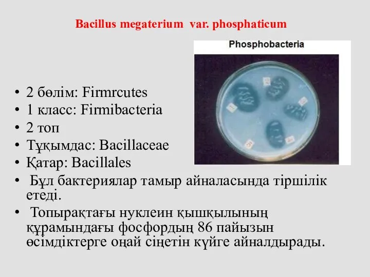 Bacillus megaterium var. phosphaticum 2 бөлім: Firmrcutes 1 класс: Firmibacteria 2 топ Тұқымдас: