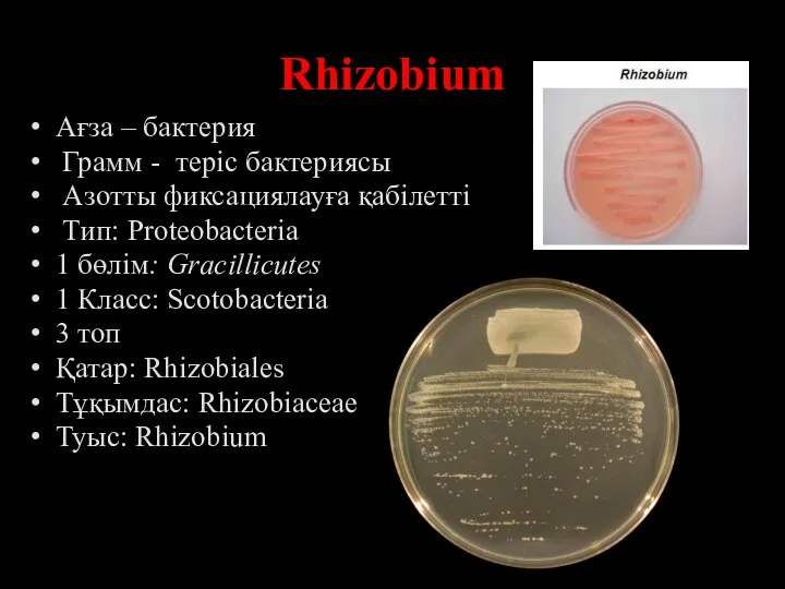Rhizobium Ағза – бактерия Грамм - теріс бактериясы Азотты фиксациялауға қабілетті Тип: Proteobacteria