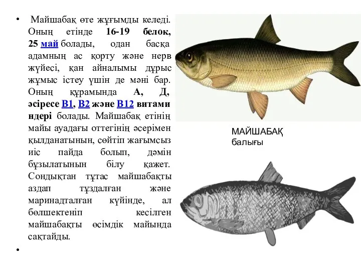 Майшабақ өте жұғымды келеді. Оның етінде 16-19 белок, 25 май