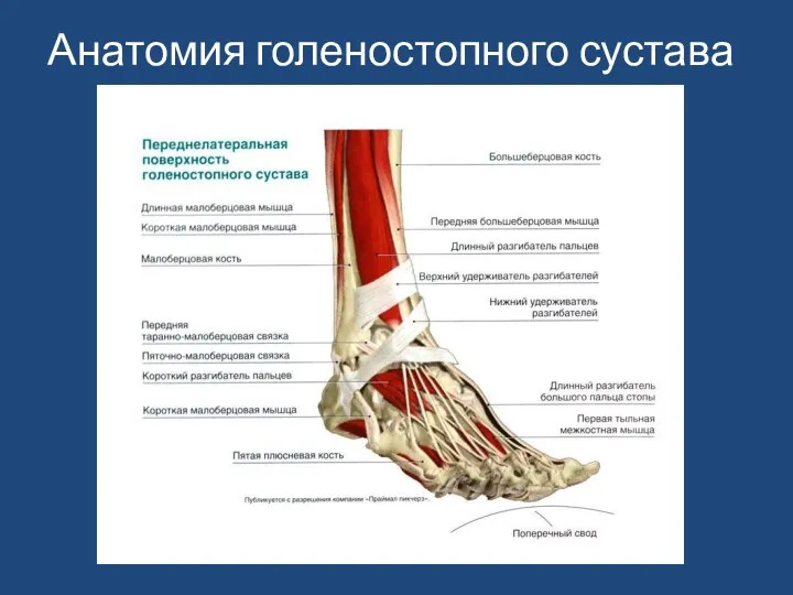 Анатомия голеностопного сустава