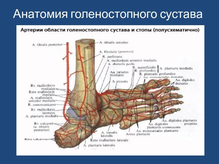 Анатомия голеностопного сустава