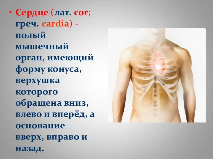 Сердце (лат. cor; греч. cardia) - полый мышечный орган, имеющий форму конуса, верхушка