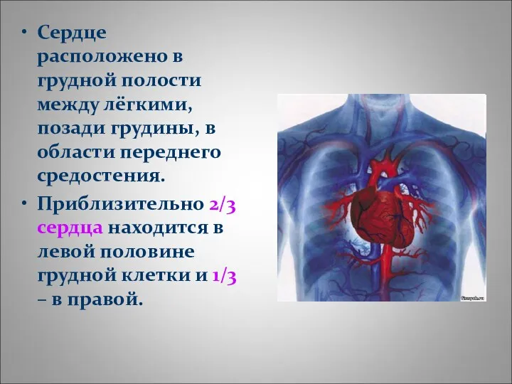 Сердце расположено в грудной полости между лёгкими, позади грудины, в области переднего средостения.