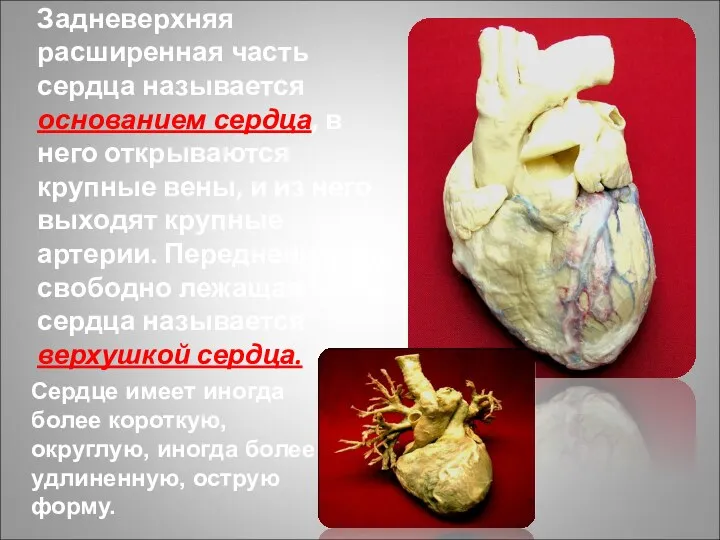 Задневерхняя расширенная часть сердца называется основанием сердца, в него открываются крупные вены, и