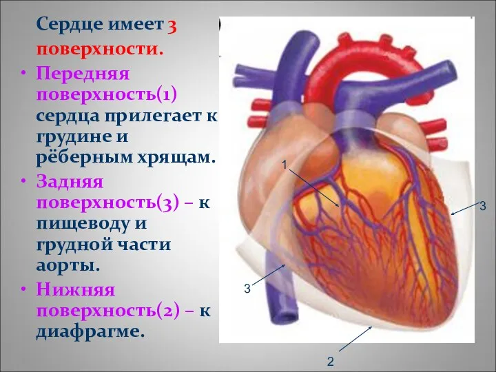 Сердце имеет 3 поверхности. Передняя поверхность(1) сердца прилегает к грудине и рёберным хрящам.