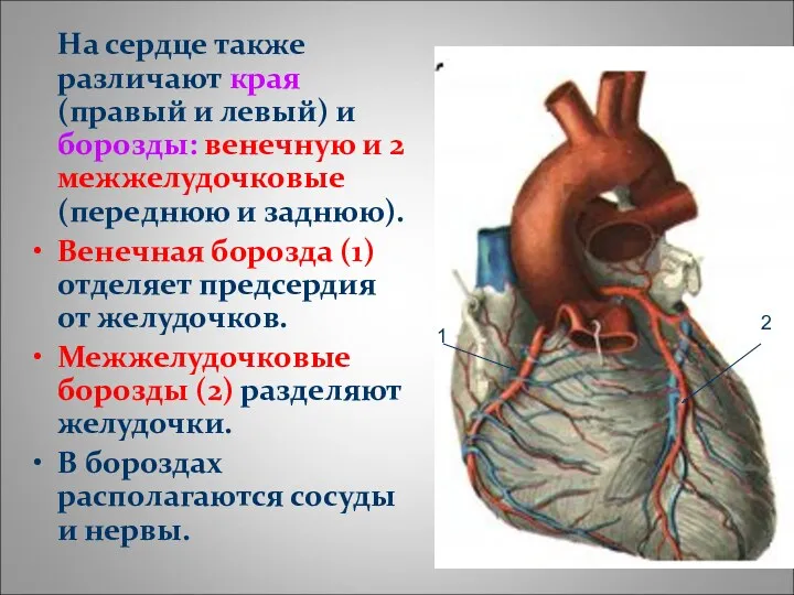 На сердце также различают края (правый и левый) и борозды: венечную и 2