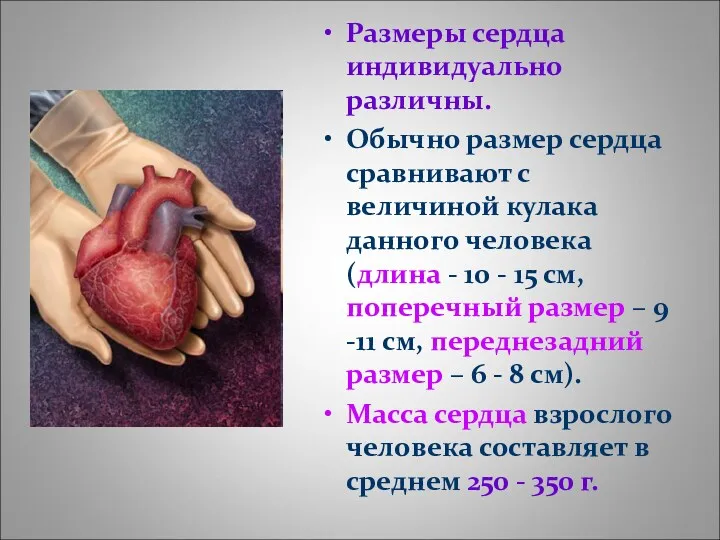 Размеры сердца индивидуально различны. Обычно размер сердца сравнивают с величиной кулака данного человека