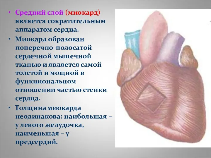 Средний слой (миокард) является сократительным аппаратом сердца. Миокард образован поперечно-полосатой сердечной мышечной тканью