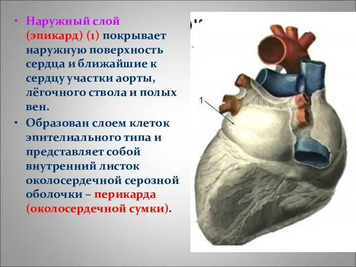 Наружный слой (эпикард) (1) покрывает наружную поверхность сердца и ближайшие к сердцу участки