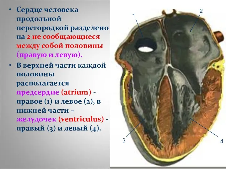 Сердце человека продольной перегородкой разделено на 2 не сообщающиеся между собой половины (правую