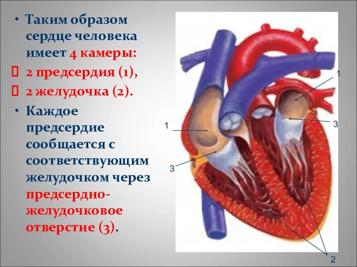 Таким образом сердце человека имеет 4 камеры: 2 предсердия (1), 2 желудочка (2).