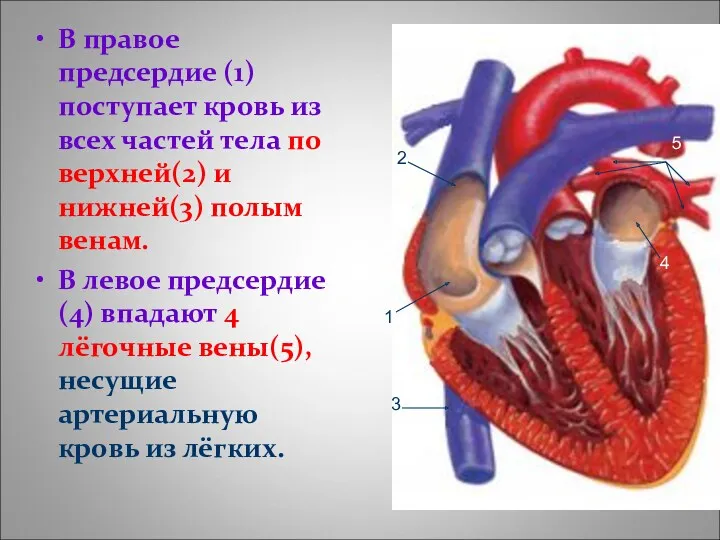 В правое предсердие (1) поступает кровь из всех частей тела по верхней(2) и