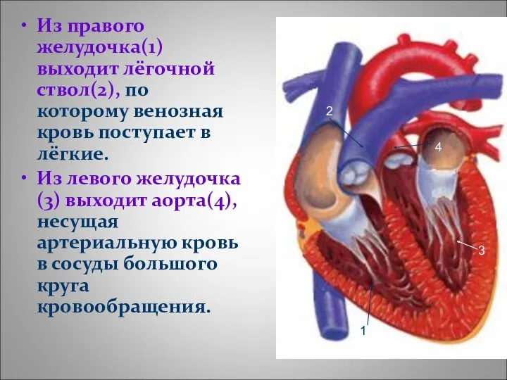 Из правого желудочка(1) выходит лёгочной ствол(2), по которому венозная кровь поступает в лёгкие.