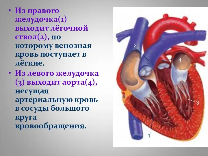 Из правого желудочка(1) выходит лёгочной ствол(2), по которому венозная кровь