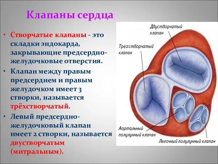 Клапаны сердца Створчатые клапаны - это складки эндокарда, закрывающие предсердно-желудочковые отверстия. Клапан между