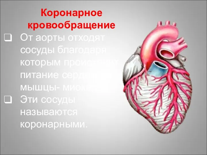 Коронарное кровообращение От аорты отходят сосуды благодаря которым происходит питание сердечной мышцы- миокарда.