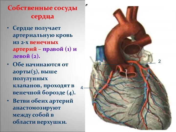 Собственные сосуды сердца Сердце получает артериальную кровь из 2-х венечных артерий – правой