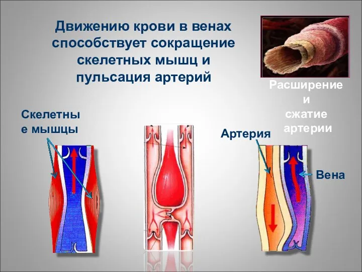 Расширение и сжатие артерии Движению крови в венах способствует сокращение скелетных мышц и