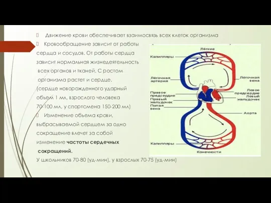 Движение крови обеспечивает взаимосвязь всех клеток организма Кровообращение зависит от