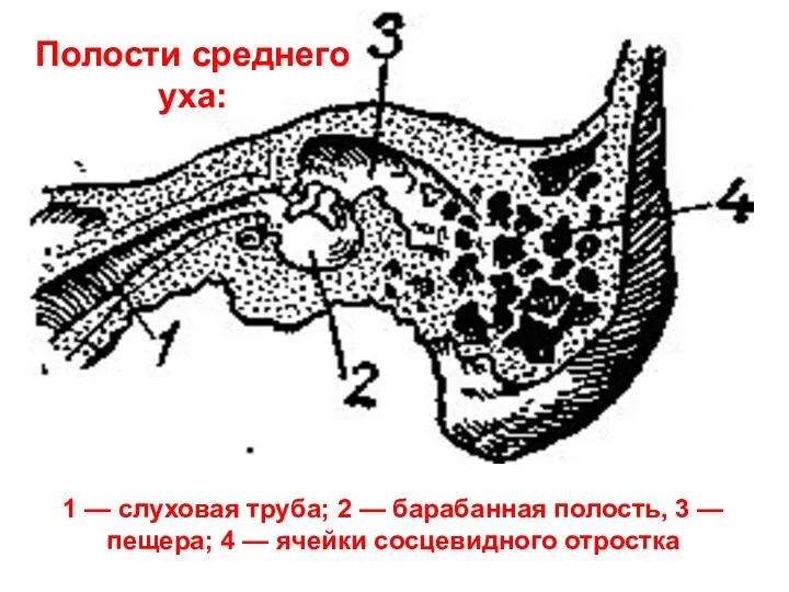 1 — слуховая труба; 2 — барабанная полость, 3 —