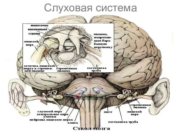 Слуховая система