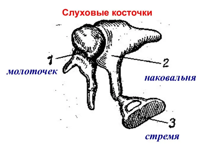 Слуховые косточки стремя молоточек наковальня