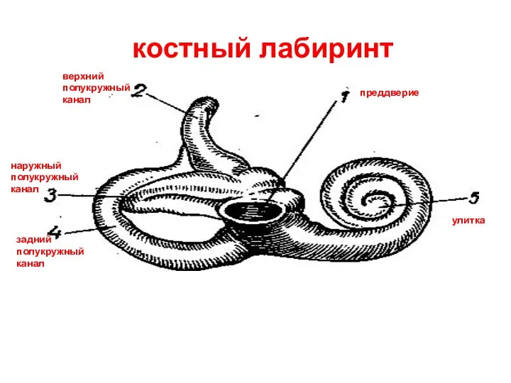 костный лабиринт преддверие верхний полукружный канал задний полукружный канал наружный полукружный канал улитка