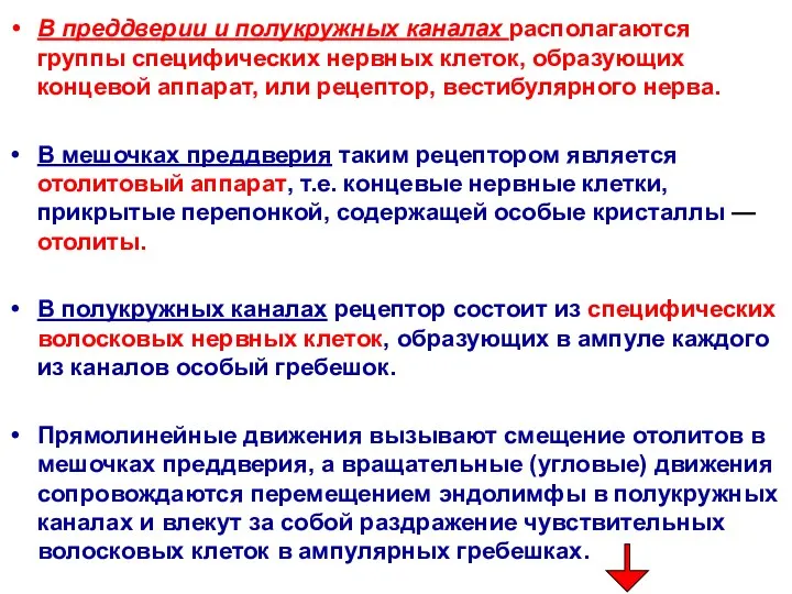 В преддверии и полукружных каналах располагаются группы специфических нервных клеток,