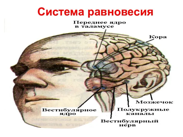 Система равновесия