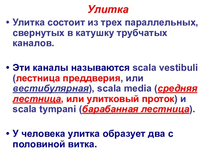 Улитка Улитка состоит из трех параллельных, свернутых в катушку трубчатых