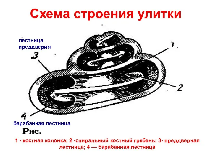 Схема строения улитки лестница преддверия барабанная лестница 1 - костная