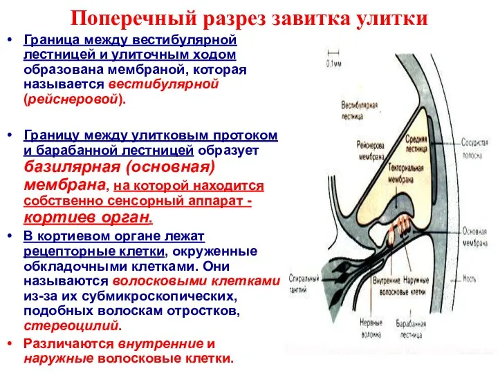 Поперечный разрез завитка улитки Граница между вестибулярной лестницей и улиточным