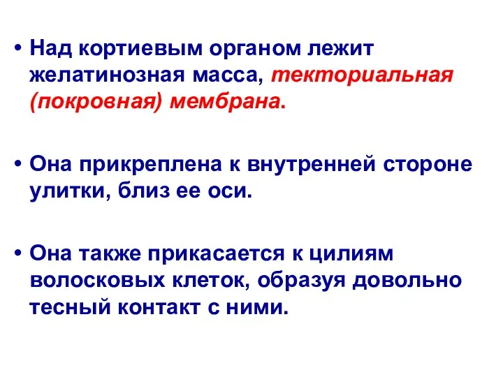 Над кортиевым органом лежит желатинозная масса, текториальная (покровная) мембрана. Она