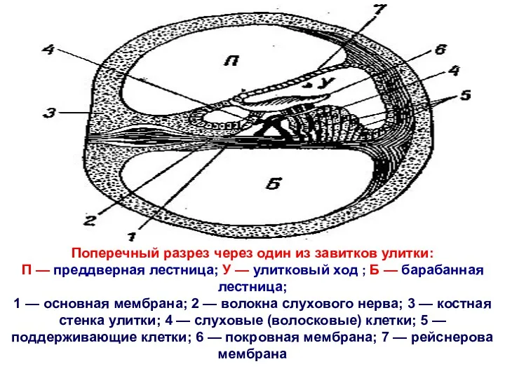 Поперечный разрез через один из завитков улитки: П — преддверная