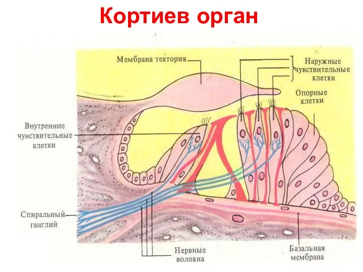 Кортиев орган