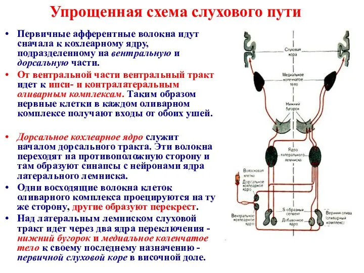 Упрощенная схема слухового пути Первичные афферентные волокна идут сначала к