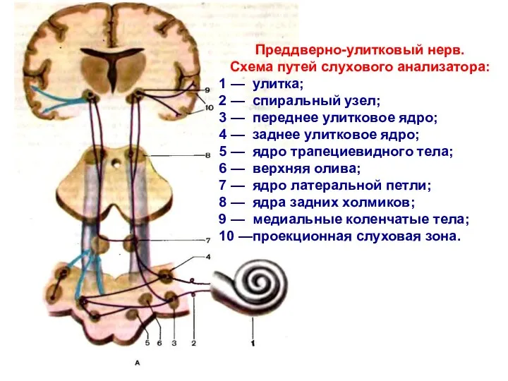 Преддверно-улитковый нерв. Схема путей слухового анализатора: 1 — улитка; 2