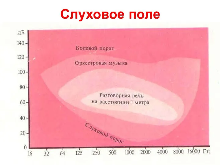 Слуховое поле