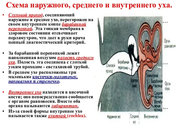 Схема наружного, среднего и внутреннего уха. Слуховой проход, соединяющий наружное