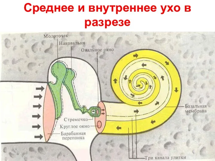 Среднее и внутреннее ухо в разрезе